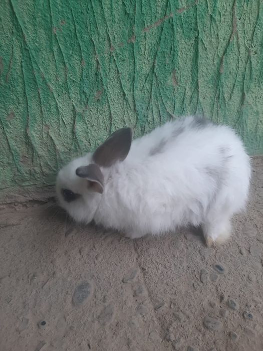Милые декоративные кролики
