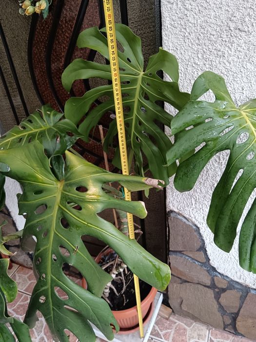 Planta Philodendron