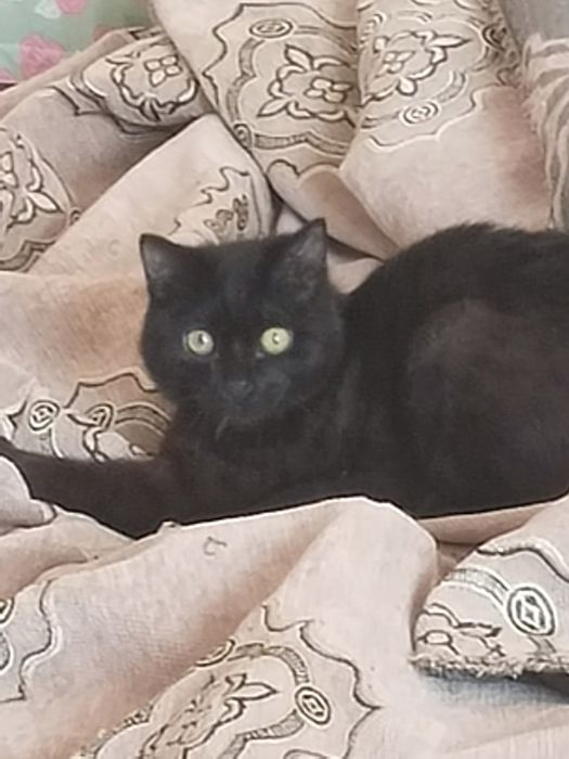 Отдам в добрые руки котика