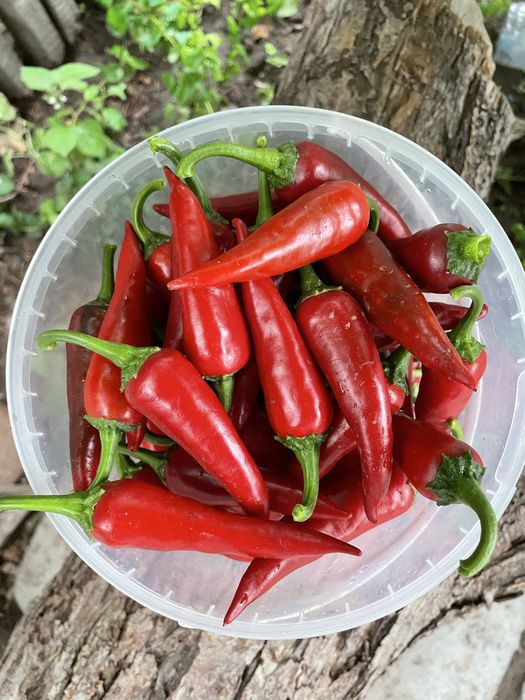 Продам горький перец