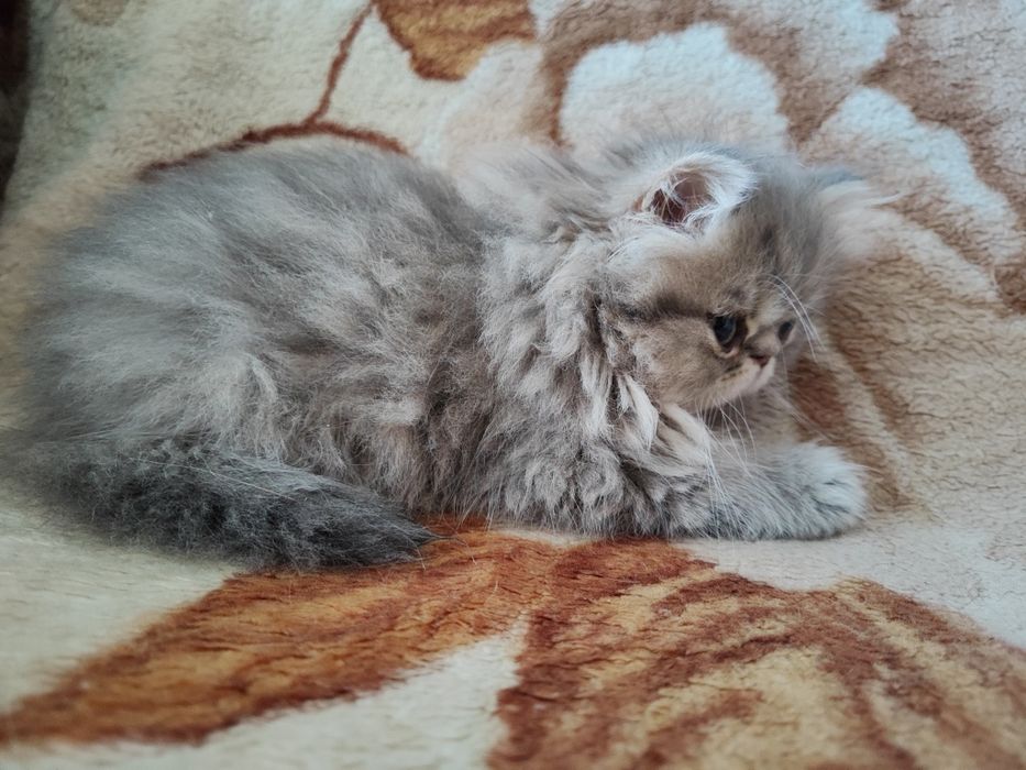 Продам персидского котёнка (девочка)
