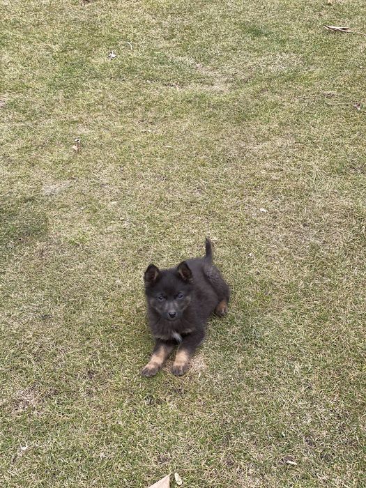 Лайка бесплатно!