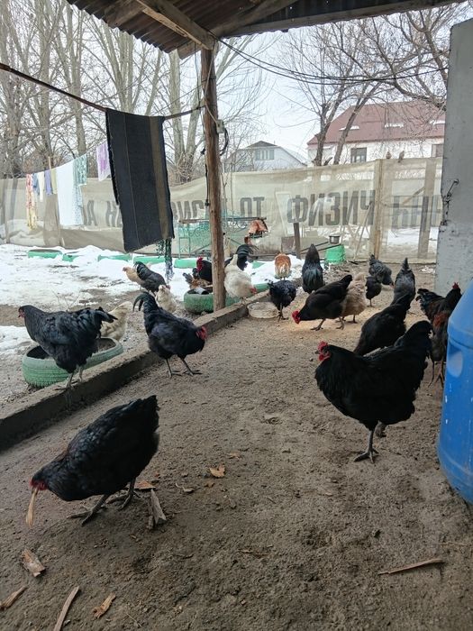 Продам петухов Австерлоп