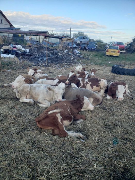 Vand 10 vitei baltati românești