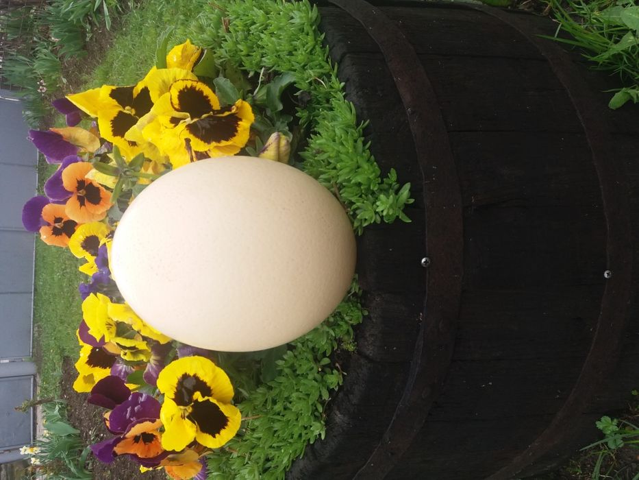 Ou de struț pentru consum sau incubat