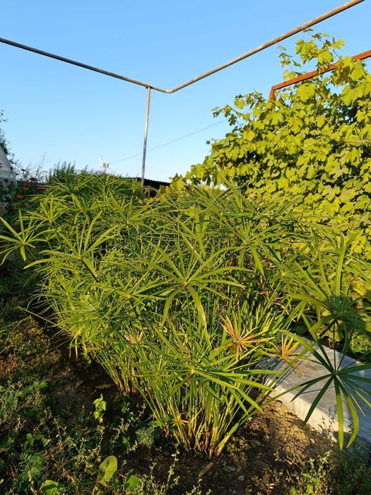 Продам циперус комнатный цветок.