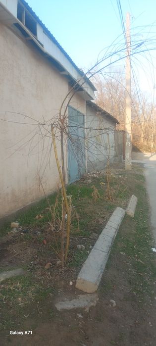 Мажнунтол кучати