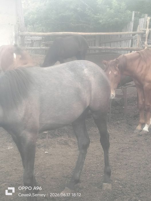 Продам жеребчики с от корма