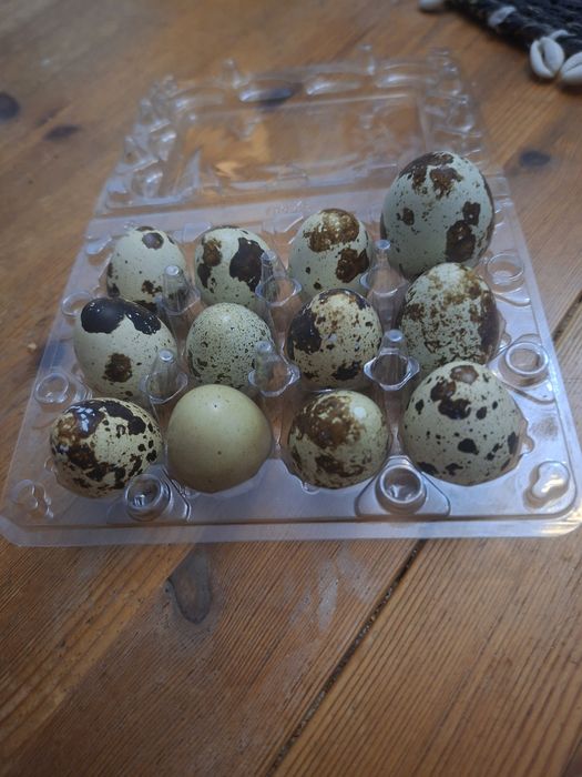 Пресни пъдпъдъци яйца