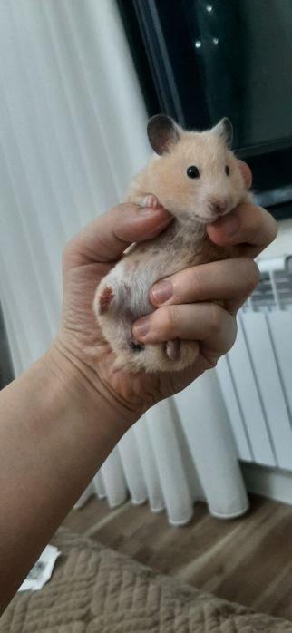 Qizbola  hamyak ismi juju 5 oylik tuģiwga tayor 50 min