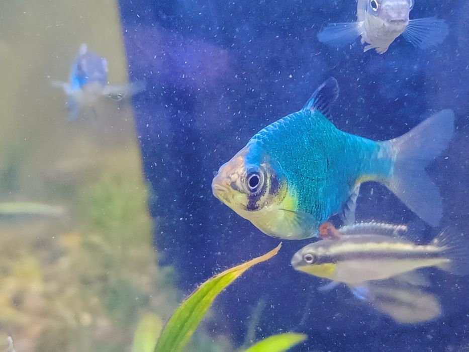 Рыбка Барбус мшистый