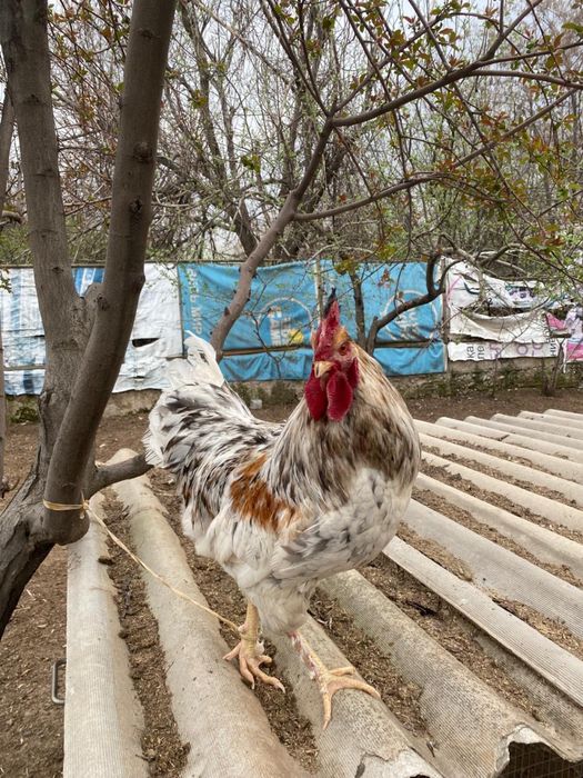 Кораздар сатылады