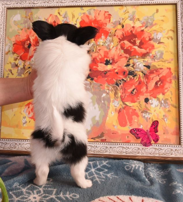 Щенки папийончики