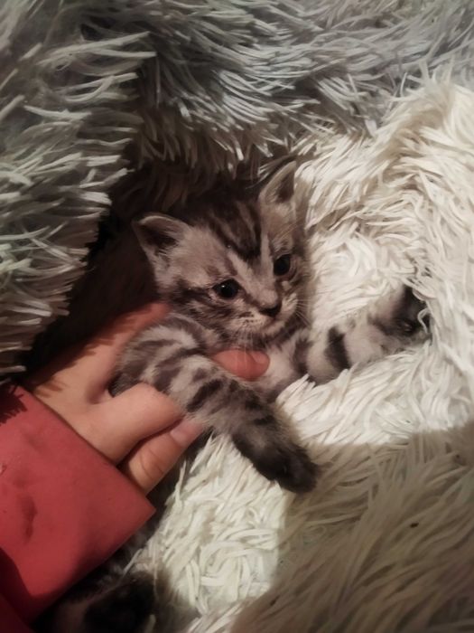 Отдам котенка в добрые руки