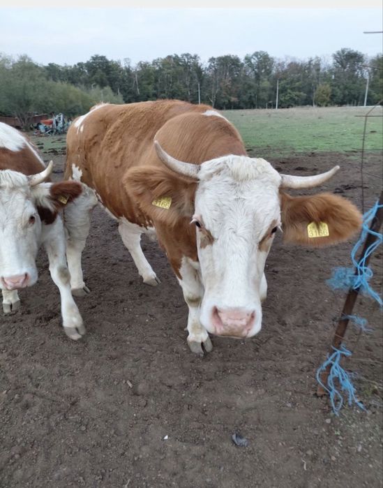 Vand junici gestante 500 kg urgent 60 mil bucata