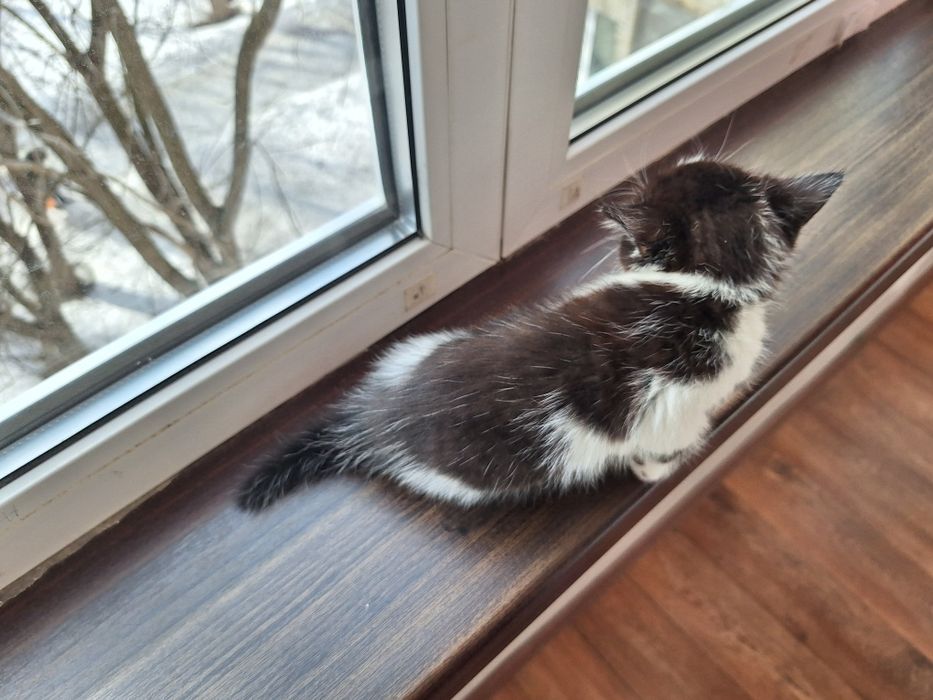 Отдам в добрые руки кошечку