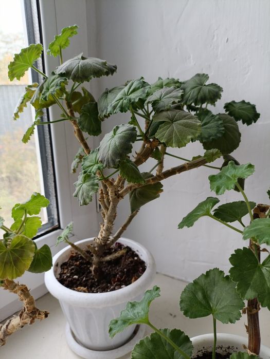 Цветы комнатные .