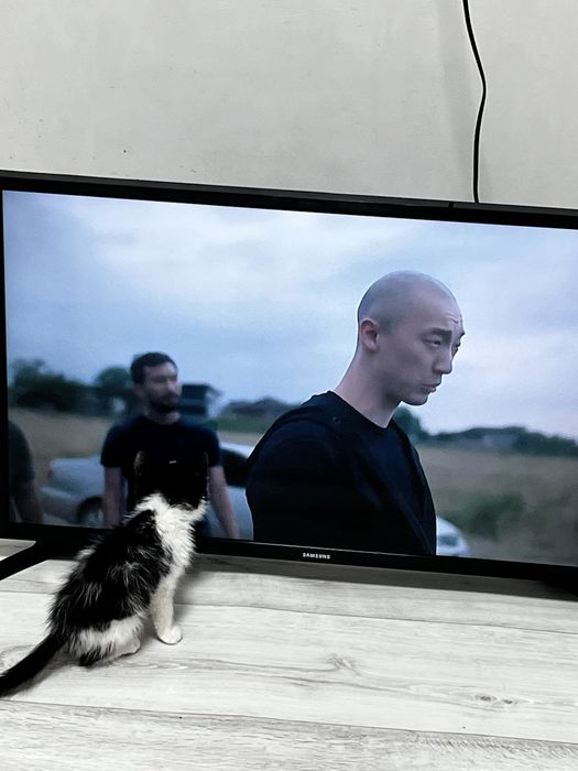 Котенок ищет дом