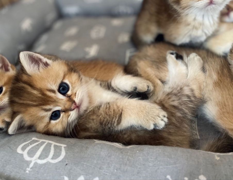 Кошка Шиншилла фолд