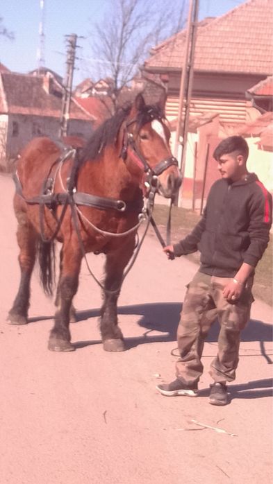 Iapa de 3 ani oferta dar fac si schimb cu animale