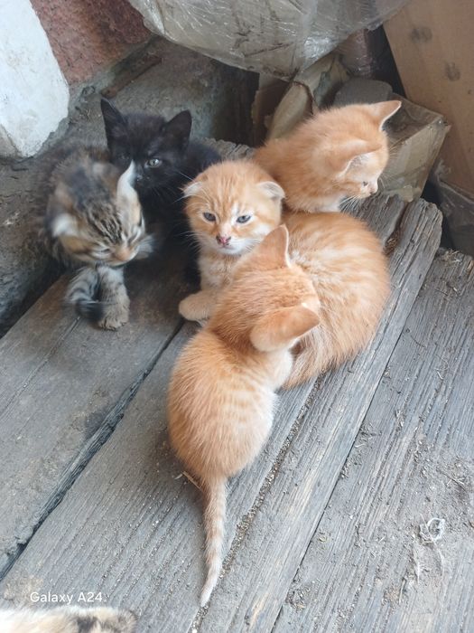 Отдам котят сами кушают