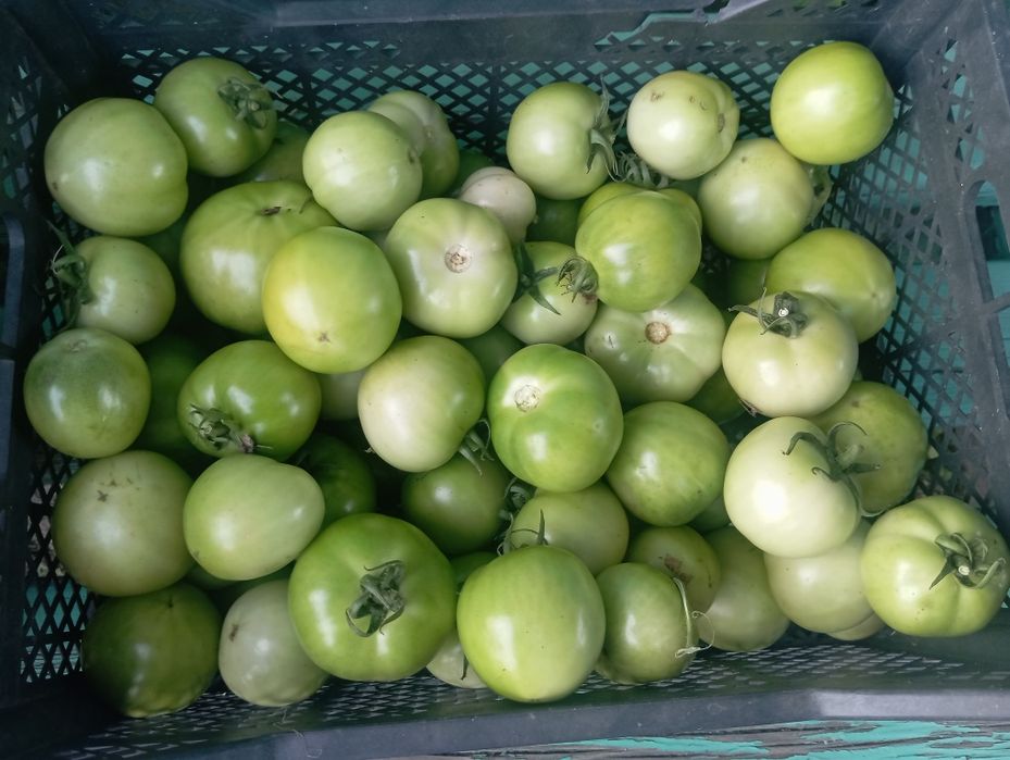Продам домашние помидоры