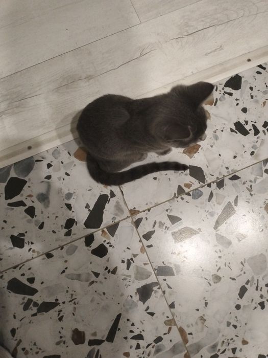 Отдам в хорошие руки