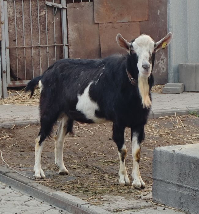 Продам Альпийского козла.