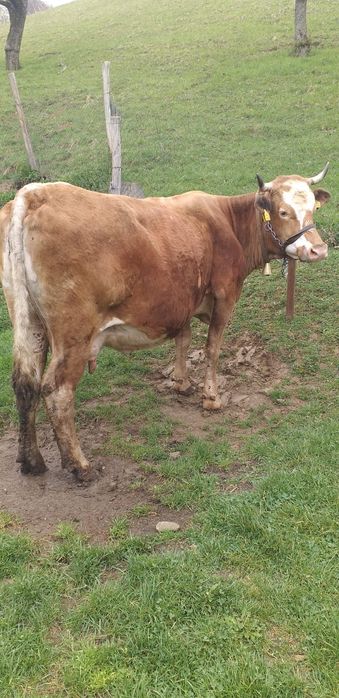 Vacă bălțată de vânzare