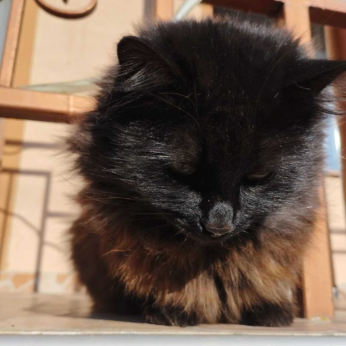 Женско коте търси дом