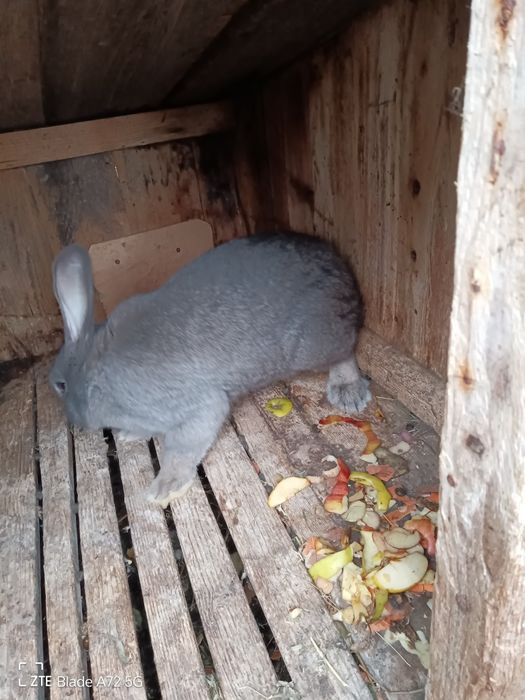 Vand iepurii belgian metis