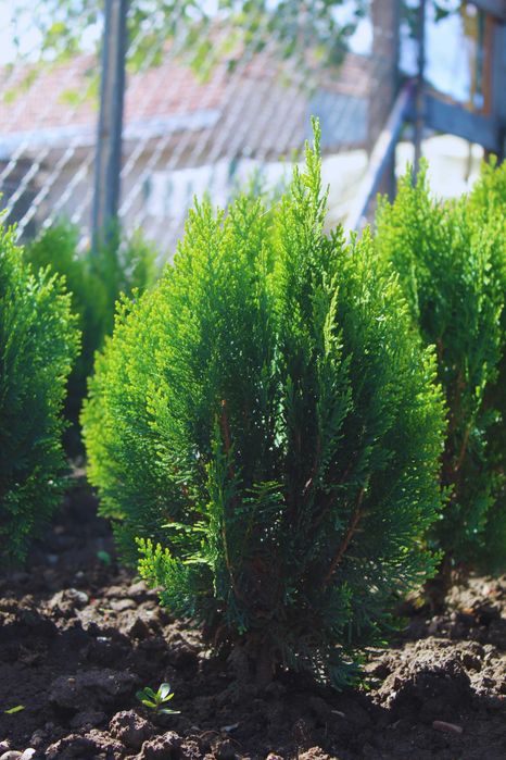 Tuia Smarald 80-150cm 30lei buc