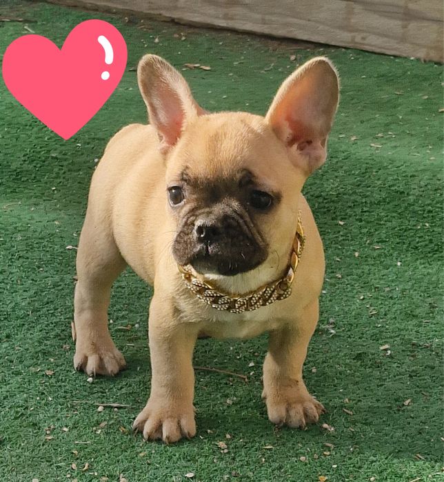 Femela buldog francez
