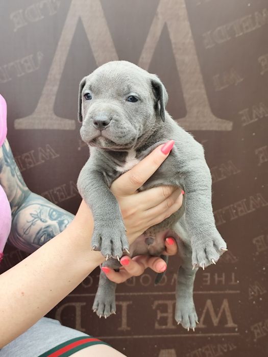 Американско Були Хл American bully Xl ABKC