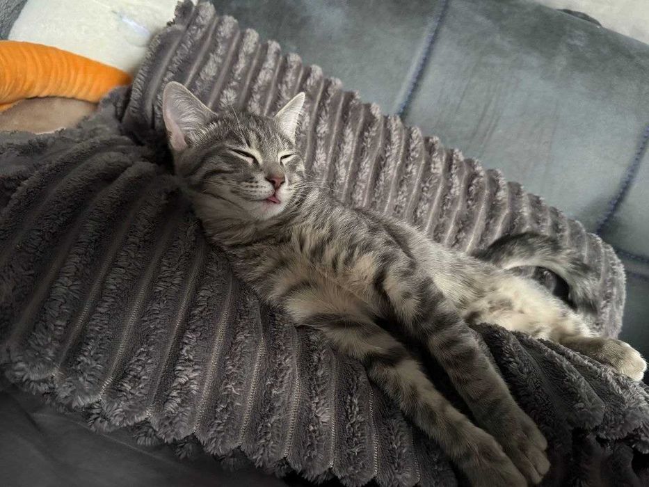 Отдам кошек в хорошие руки