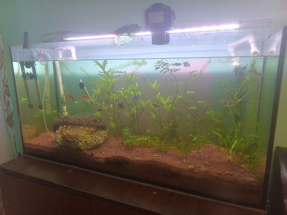 Acvariu 200 l plus accesorii