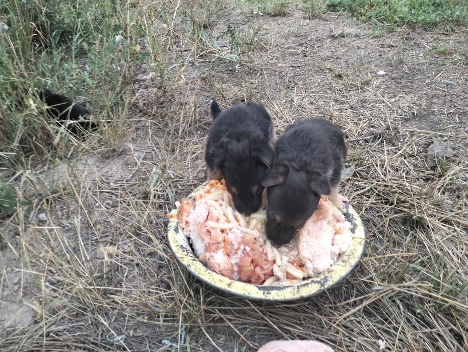 Отдам бесплатно щенков