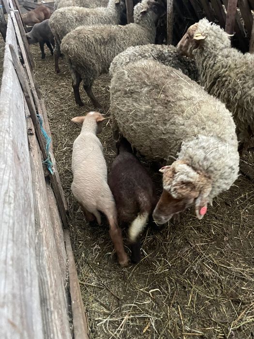 Vand 50 de oi cu miei