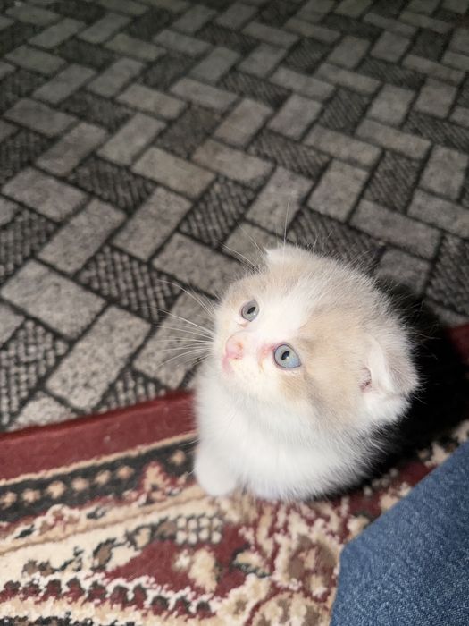 Scottish Fold mushukcha, 2 oy, 500 000 so‘m”