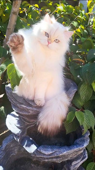 Fetita British Longhair alba cu ochi albastri - linie selecta