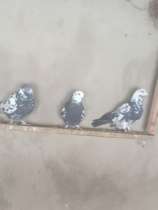 Продам голубей..