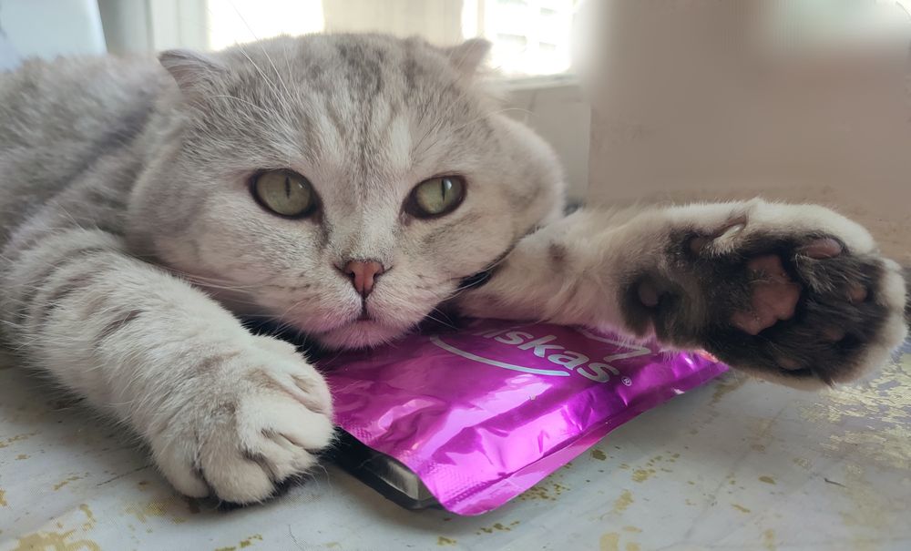 Шотландский кот. Вязка