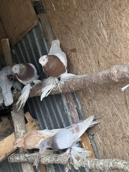 голуби хороший красивые