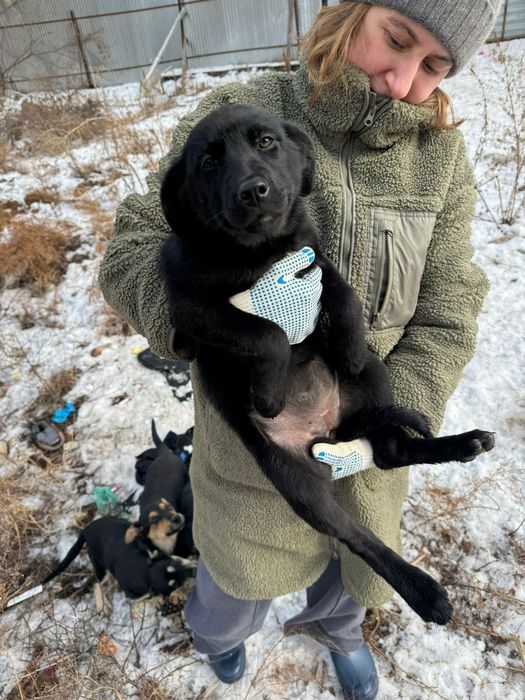 Отдам в добрые руки щенков