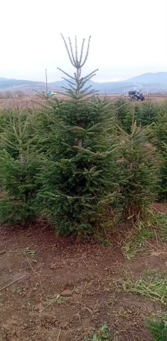 Plante ornamentale de toamna