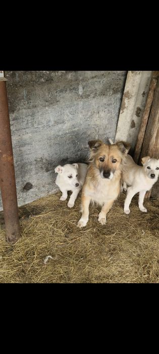 Щенки  бесплатно