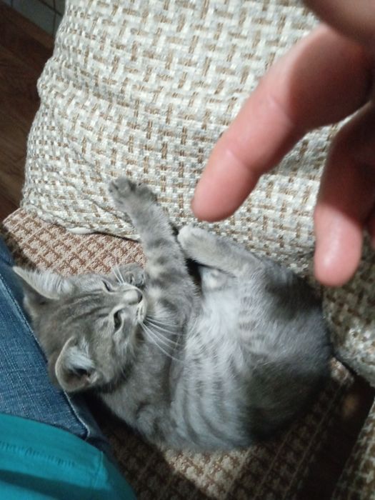 Отдам  котенка серого окраса
