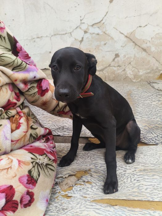 Продам Стаффорда девочек, три месяца,