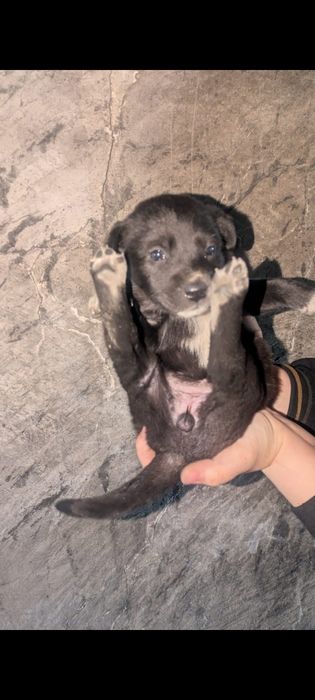 Щенки   бесплатно