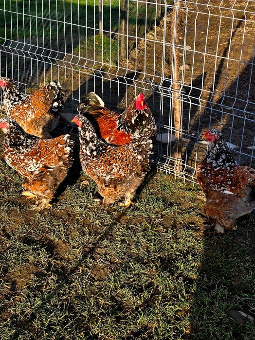 Ouă pentru incubat!